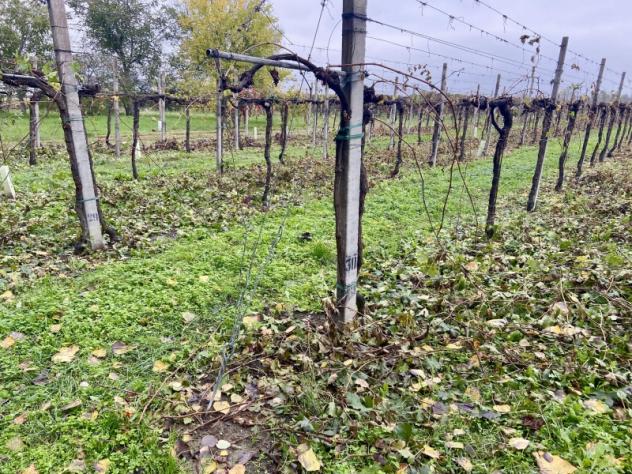 C025. TRA CARPI E CAMPOGALLIANO. TERRENO AGRICOLO USO VIGNETO PRODUTTIVO. - Foto 9