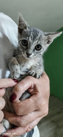 Perla, dolce gattina cerca casa - Foto 8