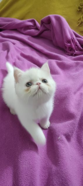 Gattini  persiani pelo corto - Foto 7