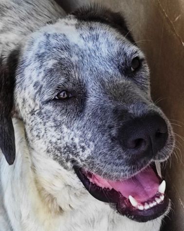 CANE IN ADOZIONE: JAGO nato nel marzo 2022