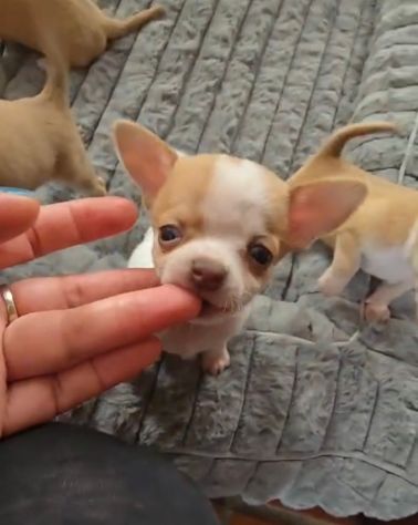 Chihuahua femmina pedigree - Foto 5