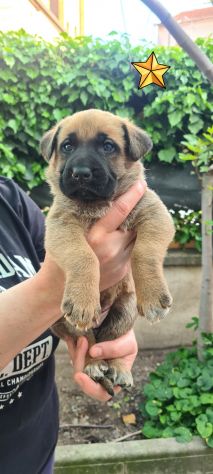 Cuccioli cane bandog pastore tedesco x caucaso futura taglia media - Foto 3