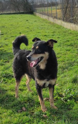 CAMBIA IL DESTINO DI CHI NON PUO' PARLARE, CANE IN ADOZIONE - Foto 5