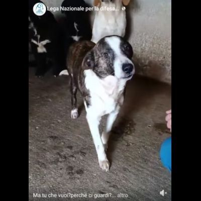 MOLLY, CERCA COCCOLE E ATTENZIONI, CAGNOLINA IN ADOZIONE, TAGLIA MEDIO PICCOLA - Foto 4
