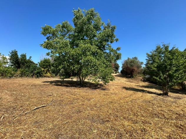 Agricolo in Vicolo Sant'Antonio in Canepine - Foto 4