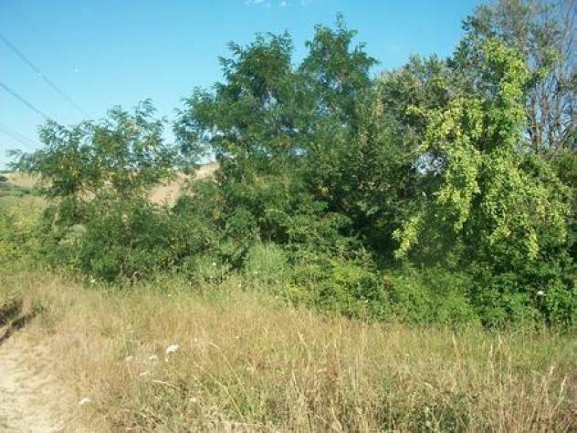 Uliveto in vendita a Lanciano - Foto 4