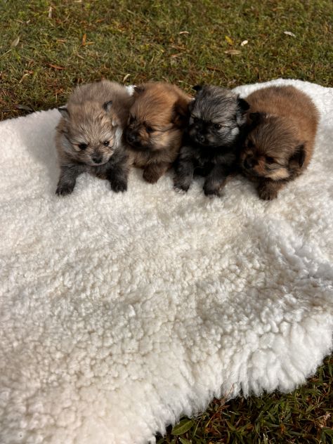 Cuccioli di Volpino della Pomerania - Foto 6