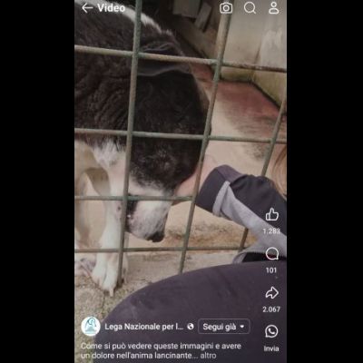 PETRA IL DOLORE DELL' ANIMA CAGNOLINA IN ADOZIONE - Foto 8