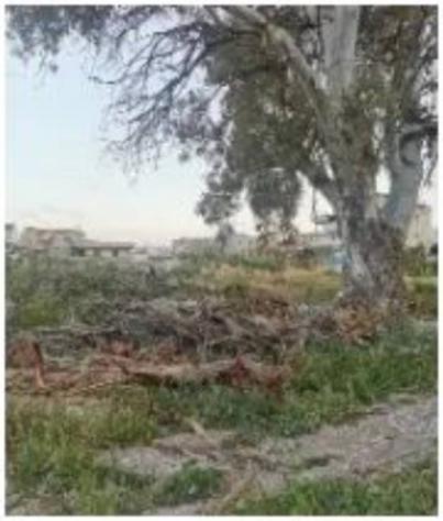 Immobile in asta di 4066 m² in vendita a Marina di Gioiosa Ionica - Foto 3