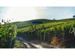 TERRENO AGRICOLO di 60400 mq (MIANE) rif. TR69_16