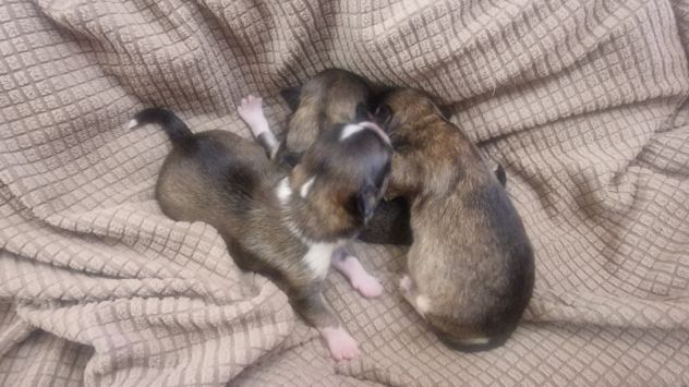 Cuccioli di chihuahua - Foto 7
