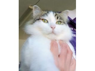 Dafne gattina dal manto bianco e grigio