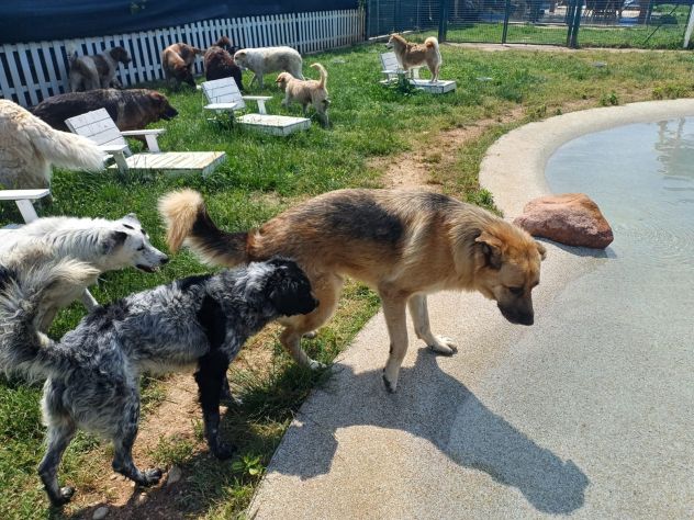 BUBU adozione del cuore per un cane giocoso - Foto 8
