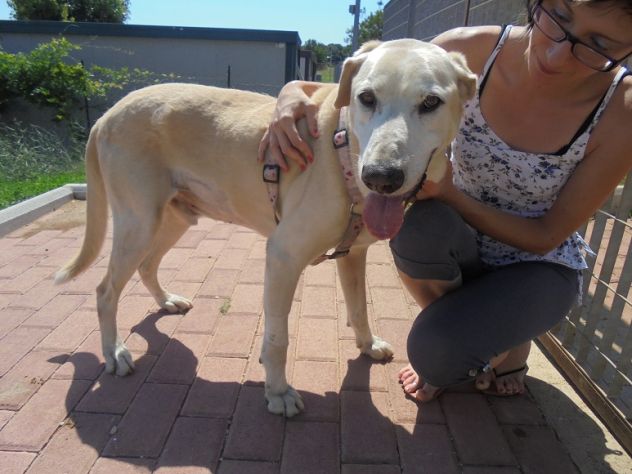 PIPPO, adozione del cuore per mix labrador - Foto 4