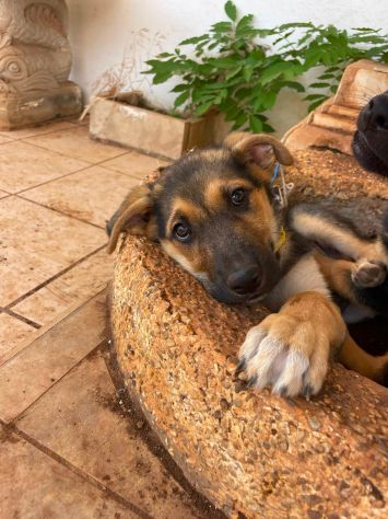 Regalo cucciola incrocio pastore tedesco - Foto 5