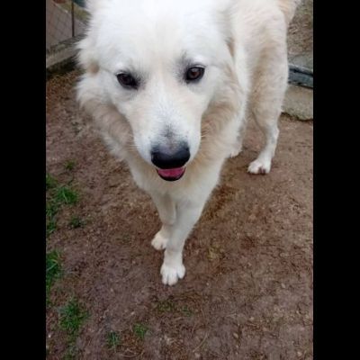RUNNER cerca casa CANE IN ADOZIONE - Foto 2