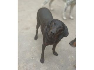 Giuditta