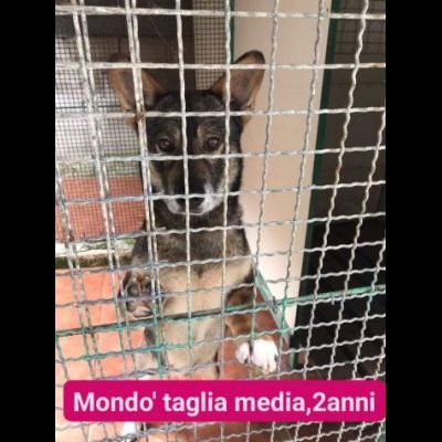 Cagnolini in adozione: RINGO ROMOLA BELLA FREDDY PABLO MONDO - Foto 6
