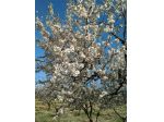 V002532 - VENDESI AZIENDA AGRICOLA 8,25 ETTARI CON CASALE