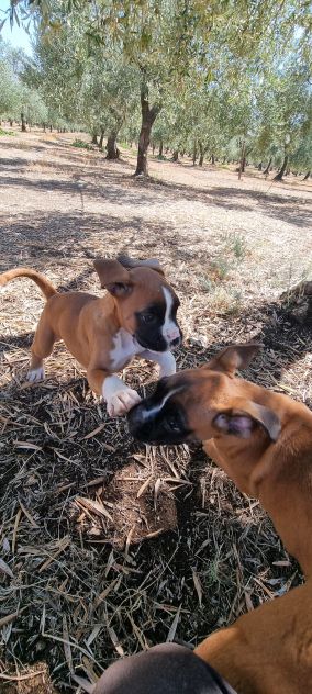 Cuccioli Boxer Bari Taranto Foggia Lecce Brindisi con pedigree - Foto 6