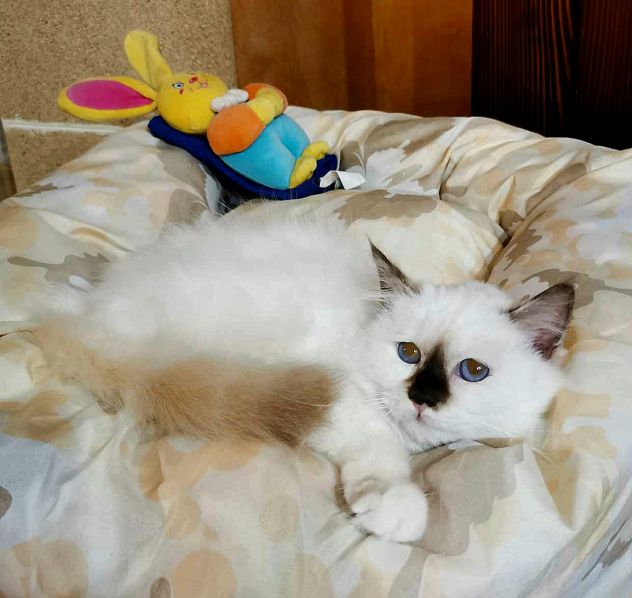 Animali - Foto 5