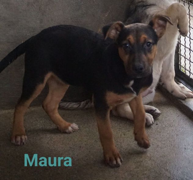 MAURA VARCO ROSEA DOLCISSIMI CUCCIOLI IN ADOZIONE - Foto 5