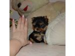 Cucciola di Yorkshire Terrier Teacup in adozione 🤎