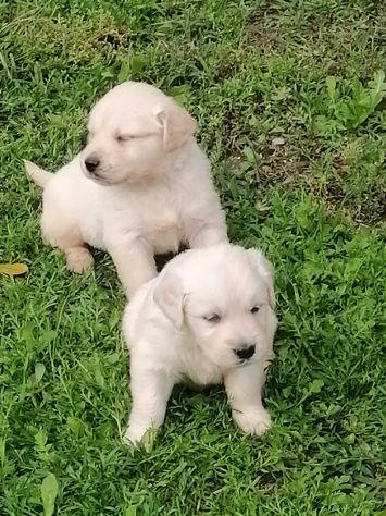 Cuccioli di golden retriever - Foto 3