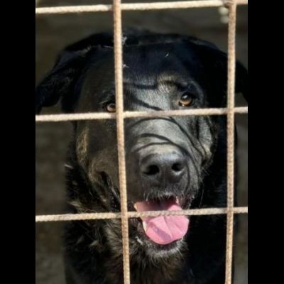 TRONKY UN GIOIOSO COCCOLONE: CANE IN ADOZIONE 1 ANNO - Foto 8