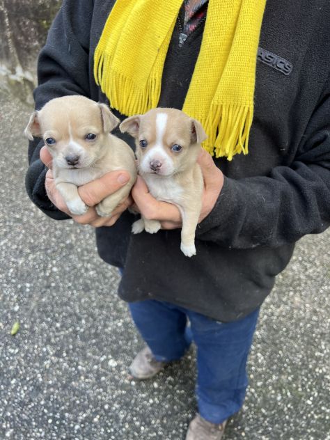 Chihuahua