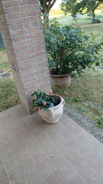 Vendesi villa bifamiliare a Corcagnano - Foto 9