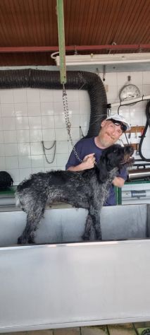 IBRA, sfortunato drahthaar in regalo - Foto 7