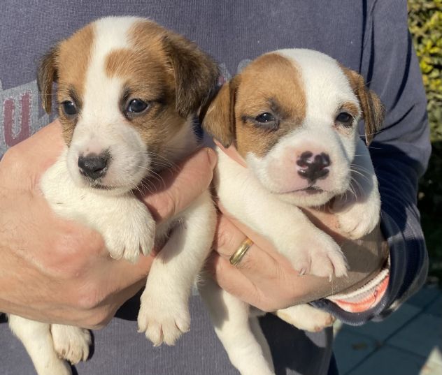 Cuccioli di Jack Russell con pedigree - Foto 5