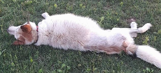 HUSKINA, incrocio collie, adozione del cuore - Foto 7
