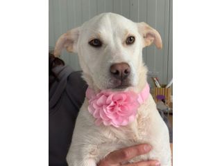 La dolcezza di AKIRA, simil labrador, ti aspetta. Adottala!