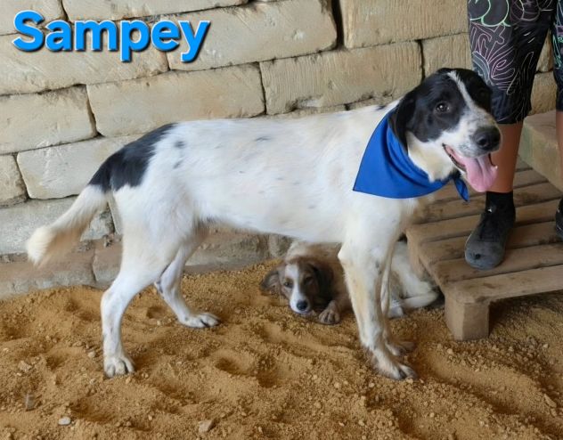 SAMPEY - Foto 8