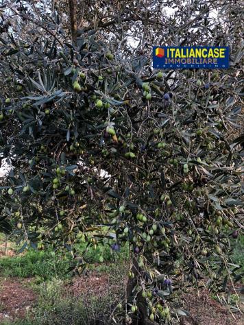 Agricolo in vendita a Città Sant'Angelo - Foto 5