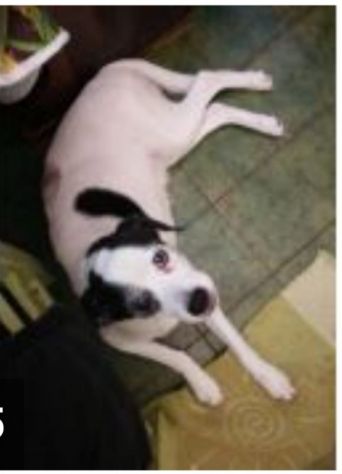 Stella 12anni medio piccola NON LA POSSONO+TENERE! X FAVORE AIUTIAMOLA!PIEMONTE