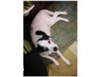 Stella 12anni medio piccola NON LA POSSONO+TENERE! X FAVORE AIUTIAMOLA!PIEMONTE