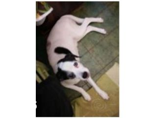 Stella 12anni medio piccola NON LA POSSONO+TENERE! X FAVORE AIUTIAMOLA!PIEMONTE