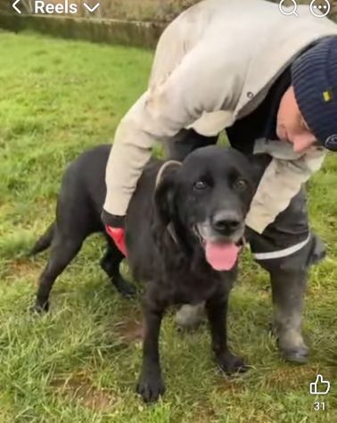 NEGRITA DOLCISSIMA SIMIL LABRADOR CANE IN ADOZIONE - Foto 3