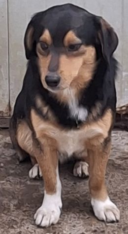 GINO 3 ANNI 13 KG taglia media piccola ANCHE TU SEI IN CANILE… - Foto 3