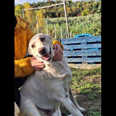 CORBINA MAGNIFICO CARATTERE CANE IN ADOZIONE