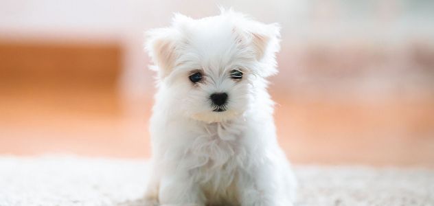 maltese cuccioli toy