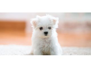 maltese cuccioli toy