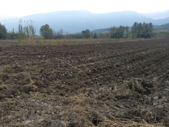 Capaccio Paestum loc. Scigliati Terreno agricolo