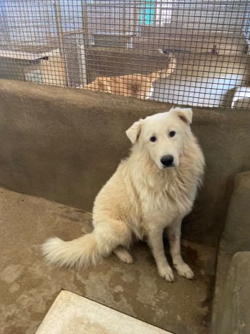 OWELL cerca SALVEZZA dal canile eterno CANE IN ADOZIONE - Foto 5