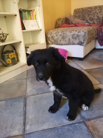 Splendidi cuccioli cercano casa - Foto 7