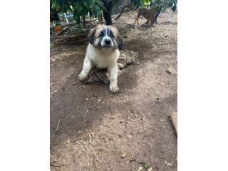 Lillino cucciolo