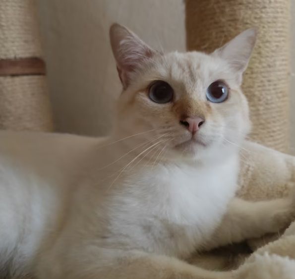 Disponibile Giovane Adulto Thai- Siamese Tradizionale - Foto 3